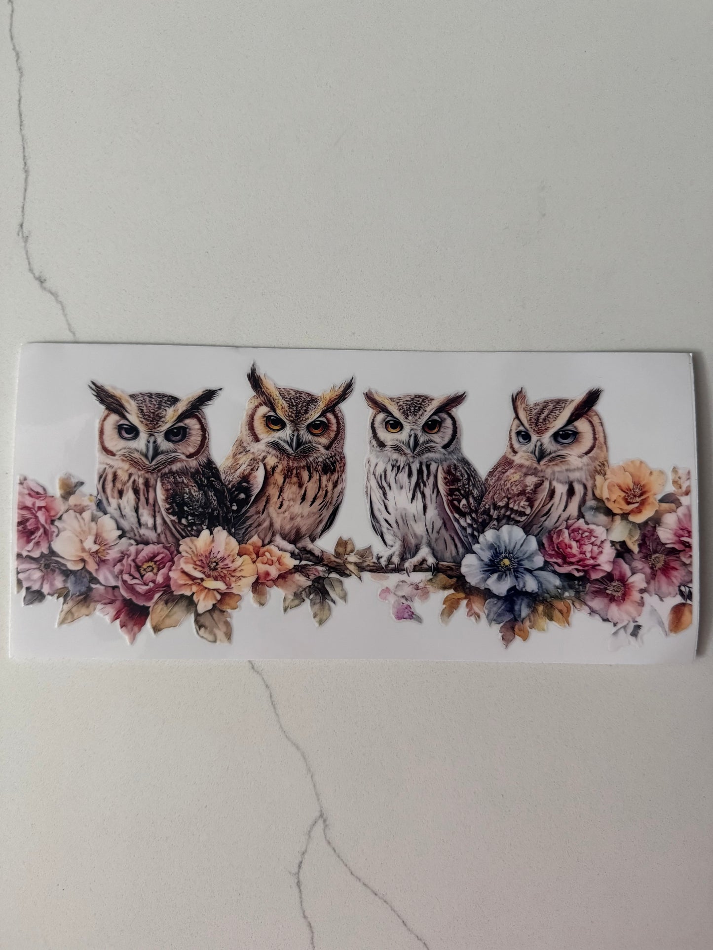 Owls
